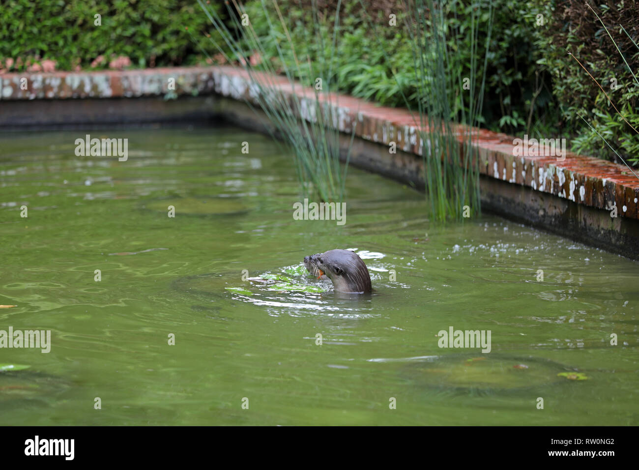 Otter in Singapore Stock Photo