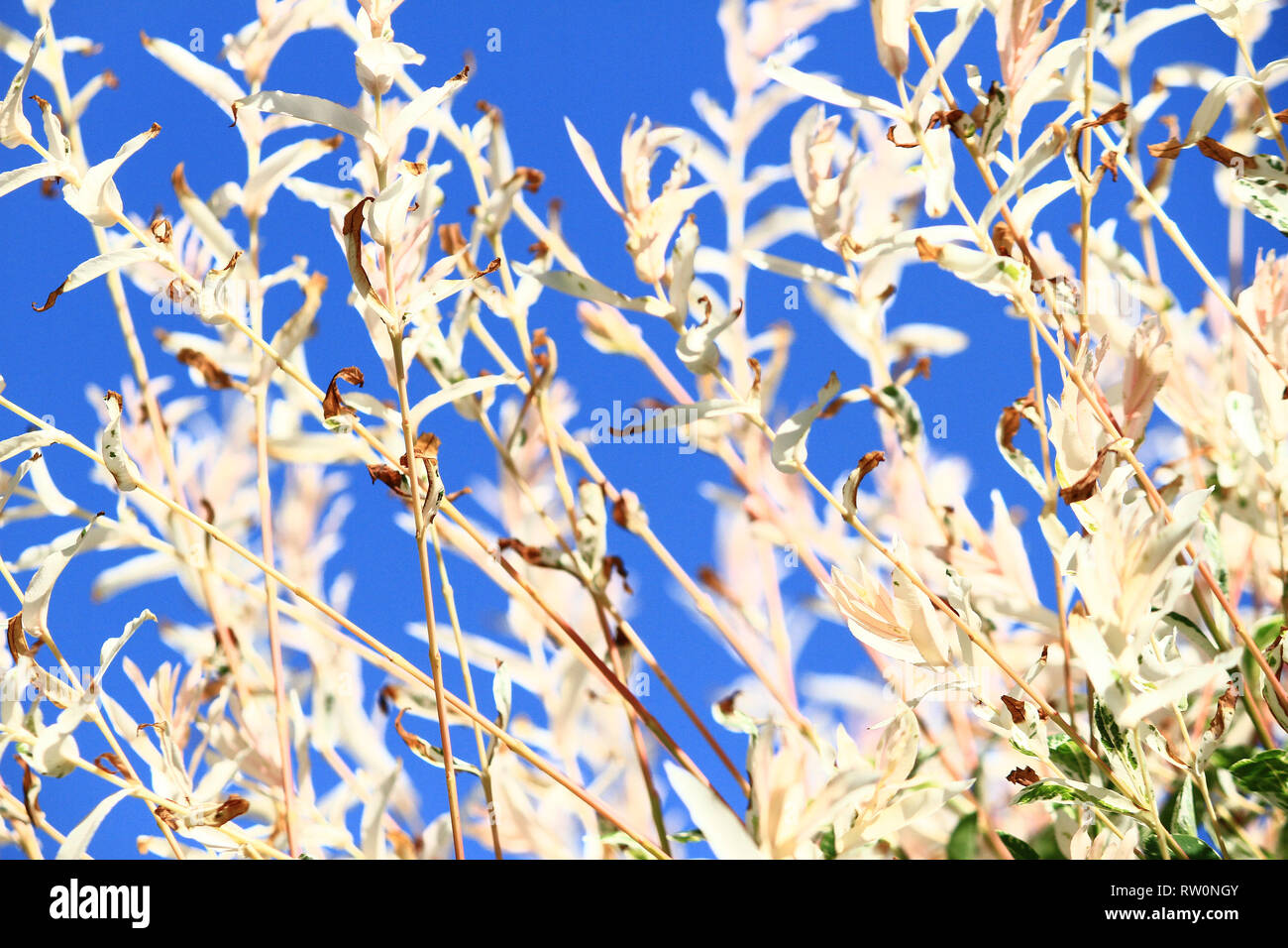 Cream white foliage close up, abstract Vegetation details background. Bright branches and leaves, flora patterns full of light with indigo blue sky. Stock Photo