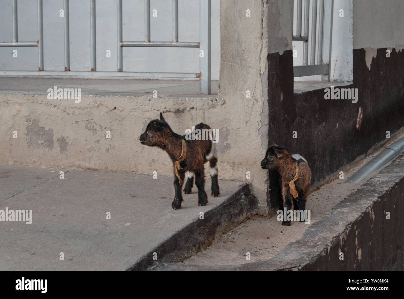 Two baby goats wandering around in the Ghanaian city of Elmina, West Africa Stock Photo