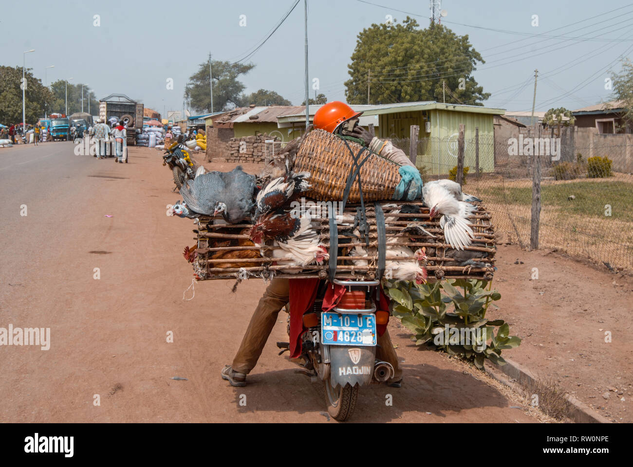 A photo of a local Ghanaian man transporting live chicken with a scooter Stock Photo