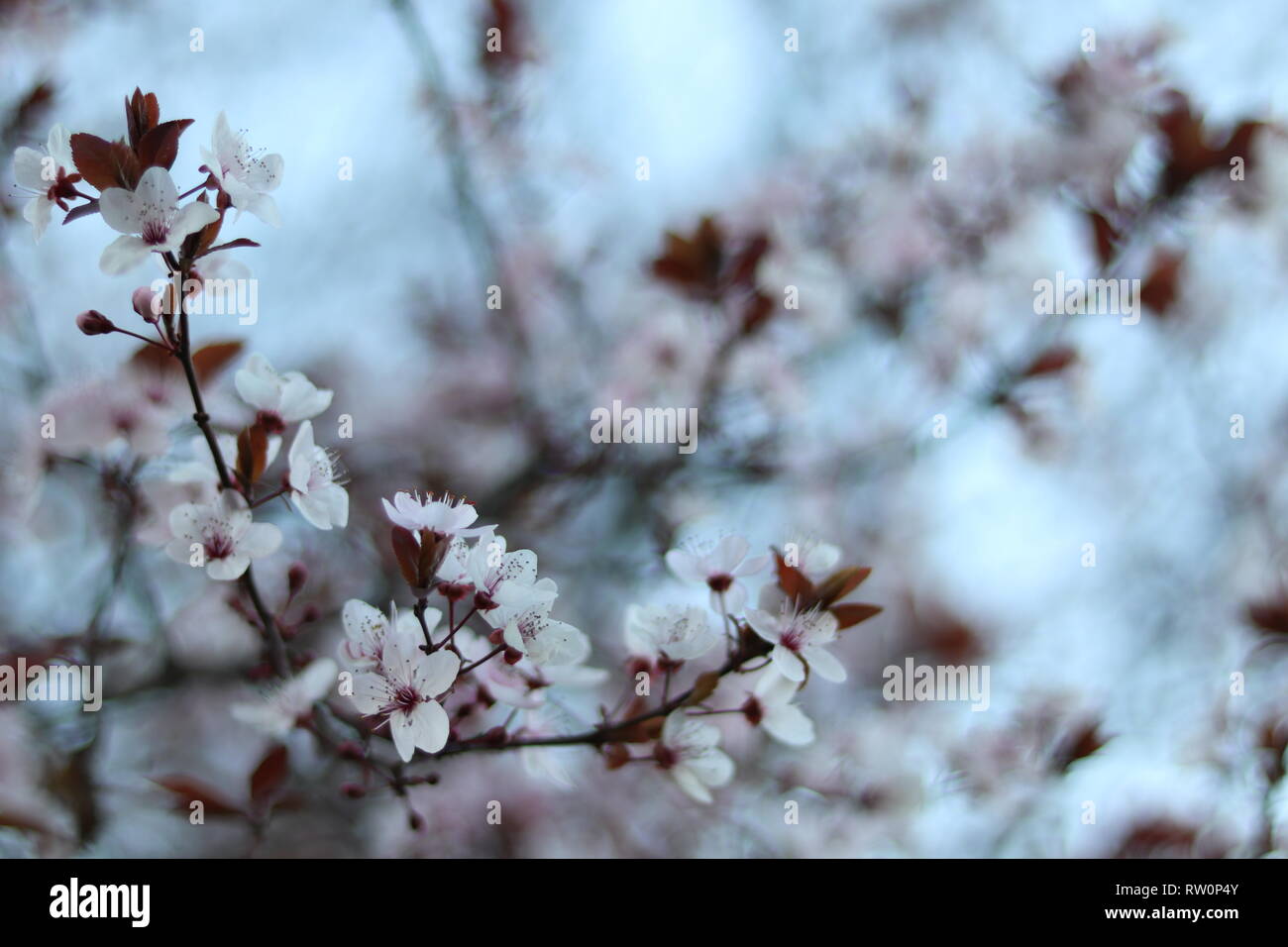 Spring is coming and trees (cherry) are blooming with all the power of nature. Stock Photo