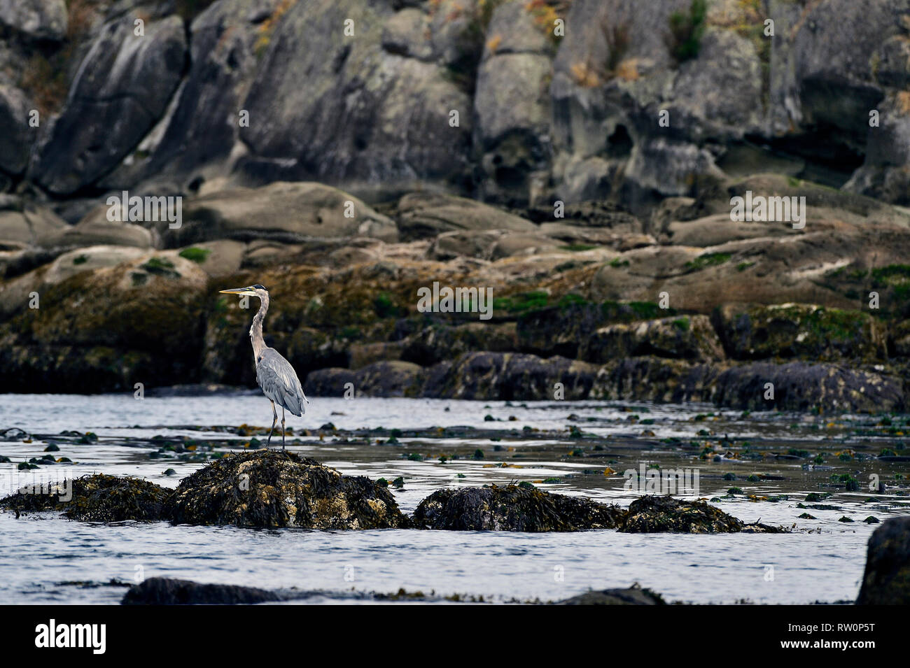 A wild Great Blue Heron 'Ardea herodias', perched on a rock along a rocky shore on Vancouver Island British Columbia Canada. Stock Photo