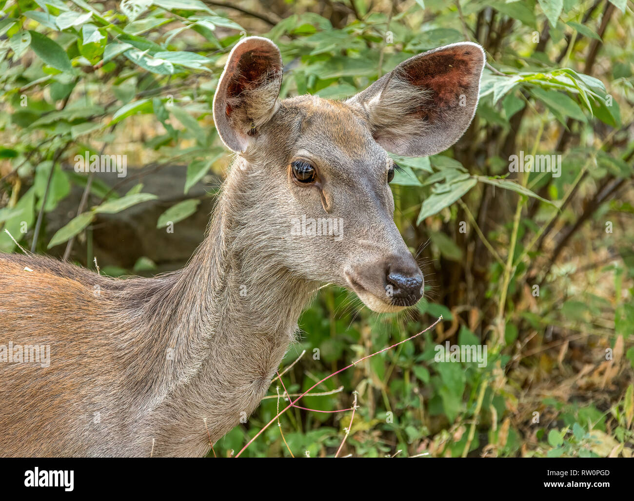 The sambar is a large deer native to the Indian subcontinent, southern China, and Southeast Asia that is listed as Vulnerable on the IUCN Red List sin Stock Photo