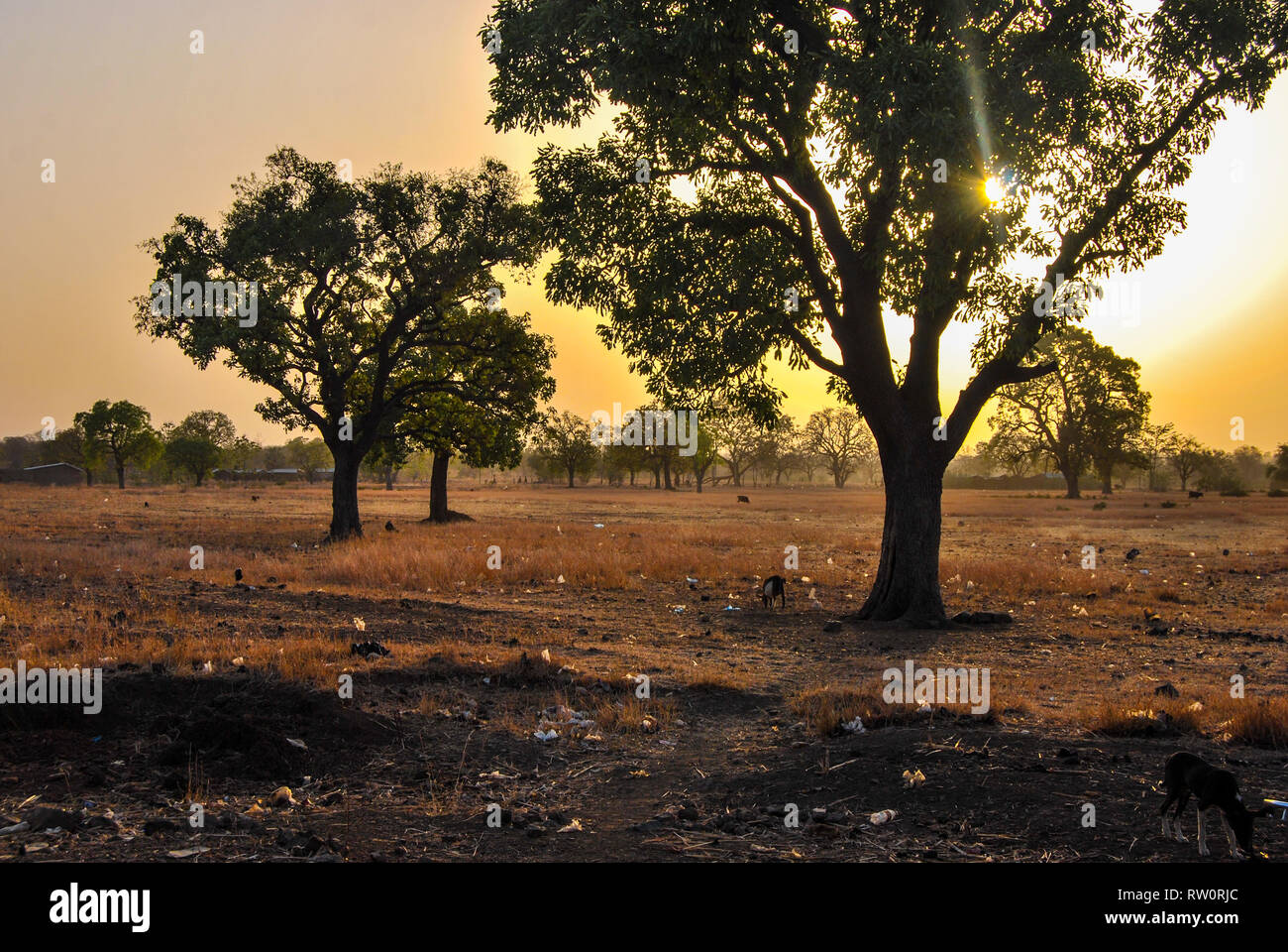 A scenic landscape photo of a idyllic sunset between the trees in the beautiful Ghanaian savanna. Garbage/trash pollution the ground can be seen. Stock Photo