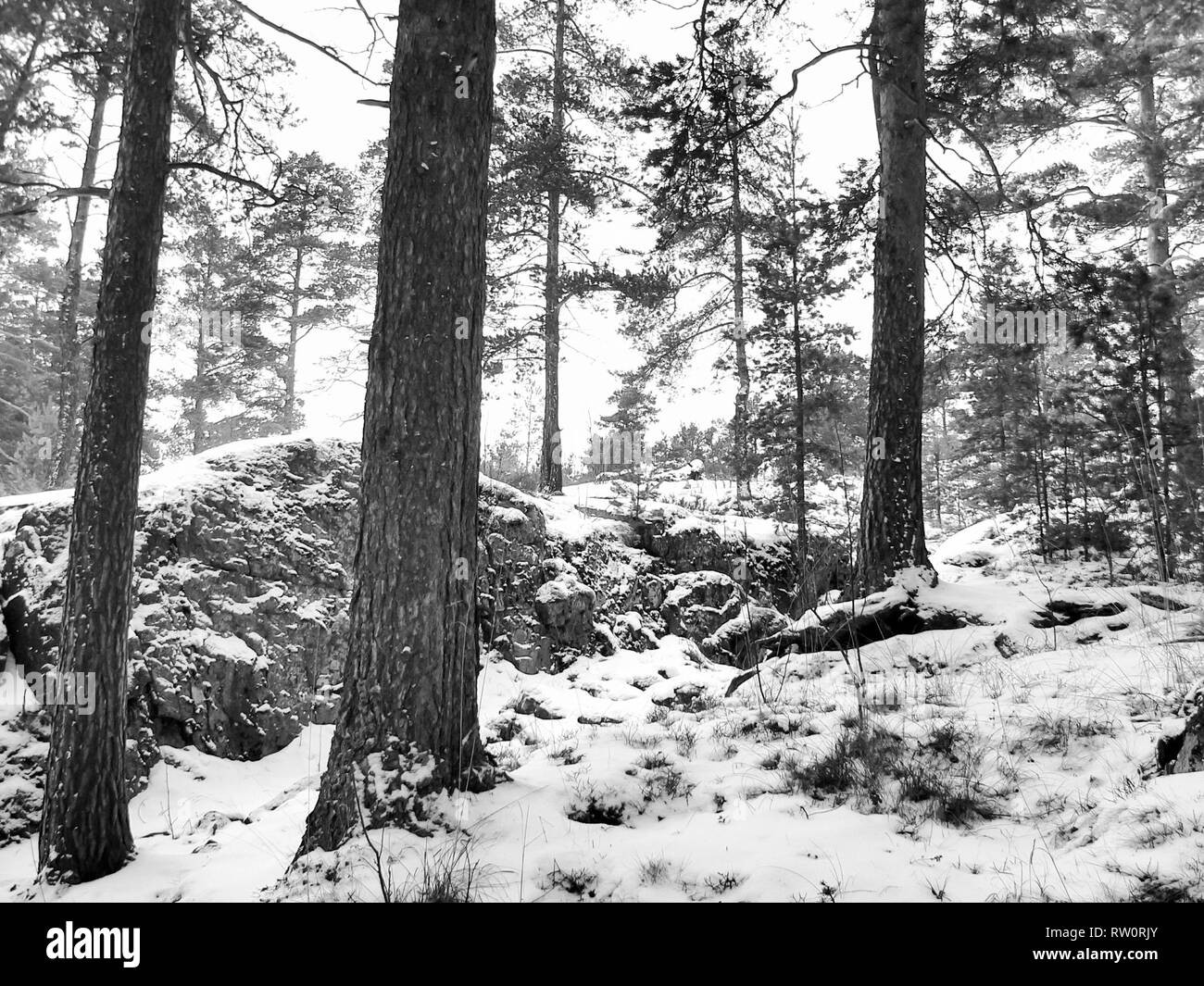 Winter forest in the snow, the beauty of nature in winter Stock Photo