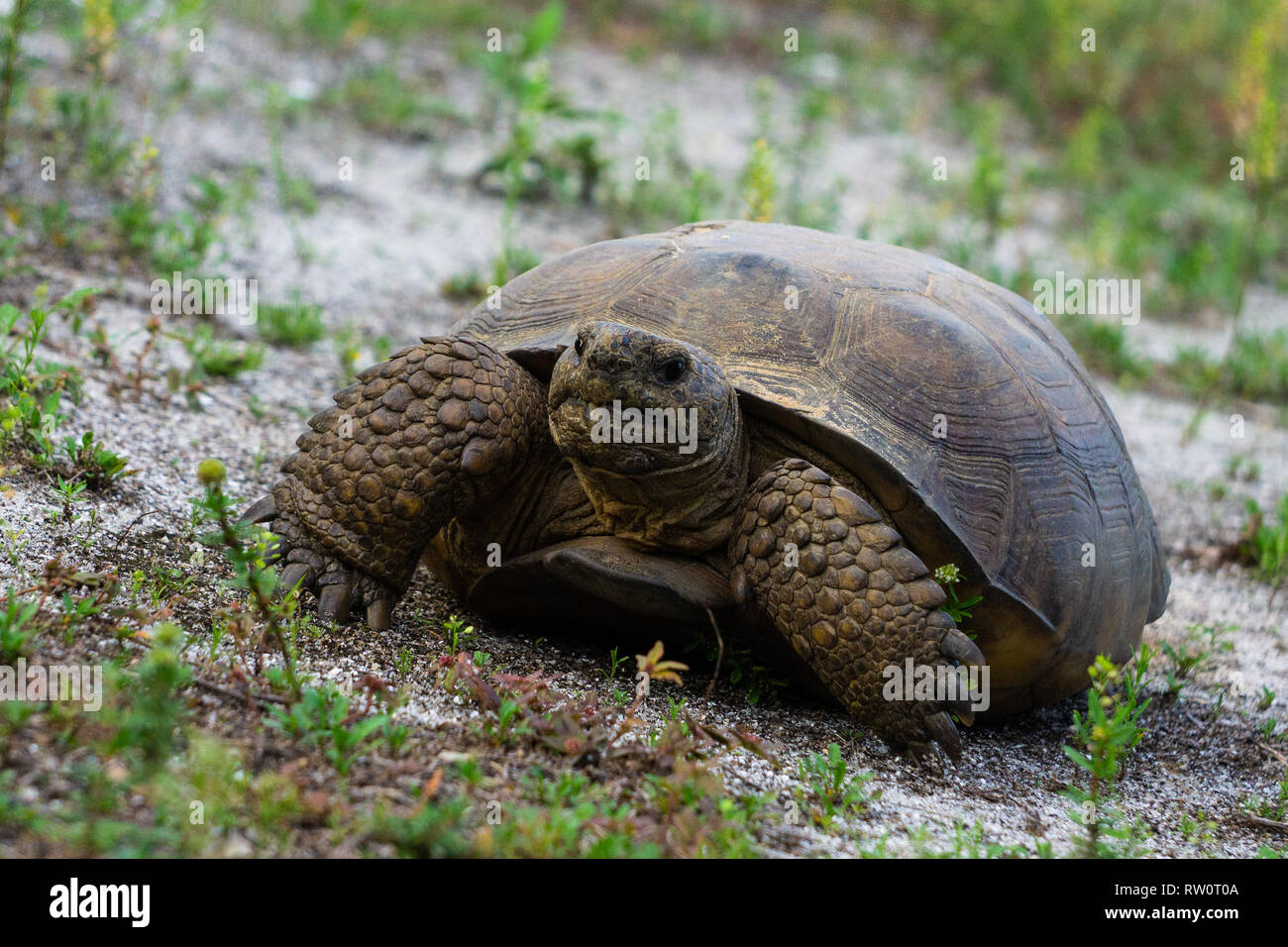 Gopher Tortoise (Gopherus polyphemus) at Hypoluxo Scrub Natural Area in ...