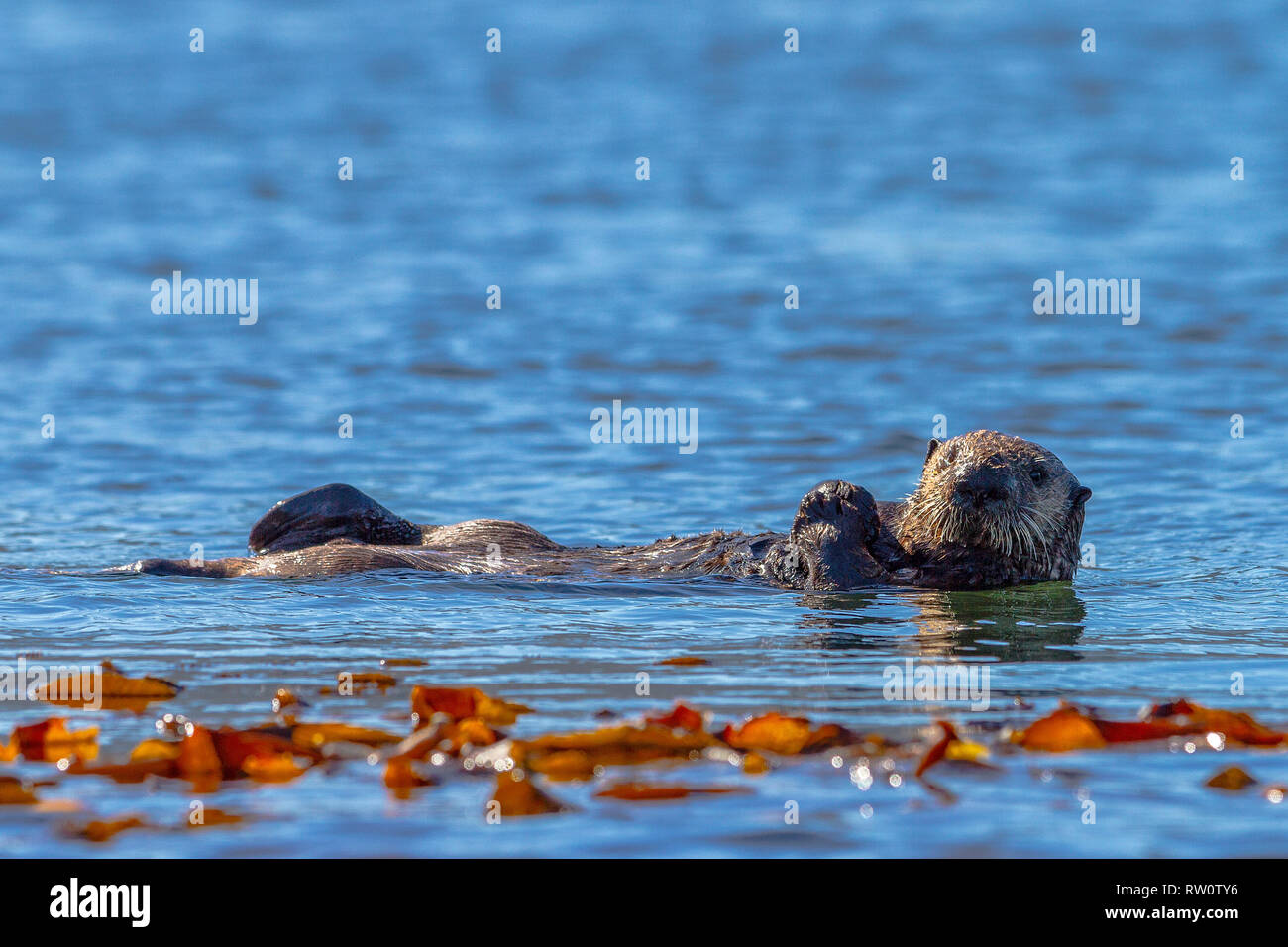Sea otter off the northwestern Vancouver Island shore, Cape Scott, British Columbia, Canada. Stock Photo