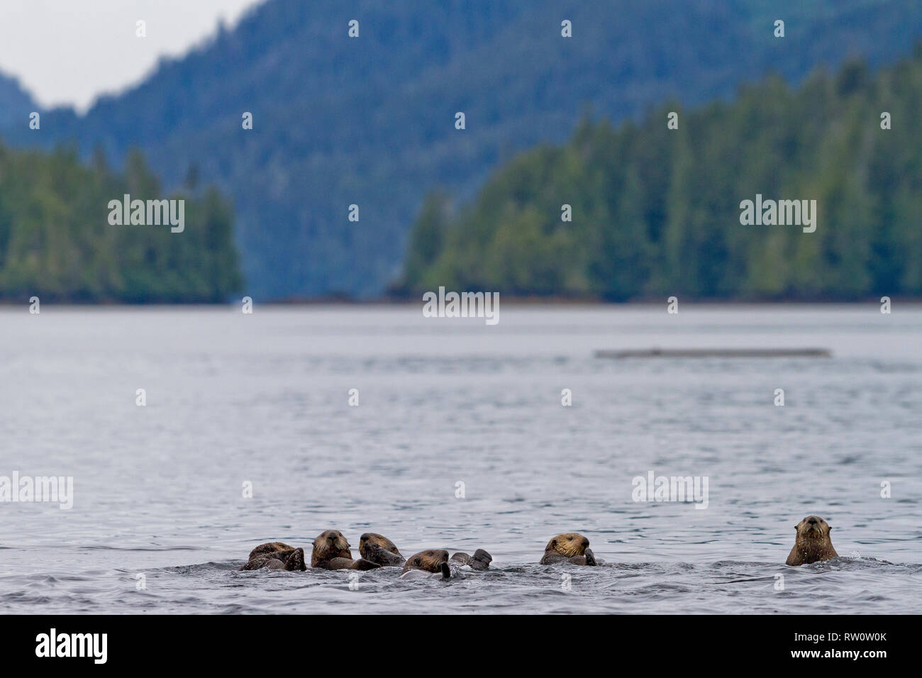 Raft of sea otters drifting in Quatsino Sound along the western Vancouver Island shoreline, British Columbia, Canada. Stock Photo