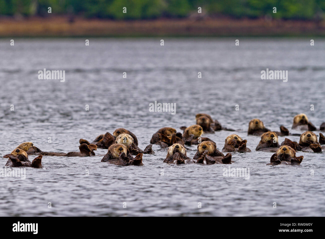 A raft of sea otters drifting in Quatsino Sound along the western Vancouver Island shoreline, British Columbia, Canada. Stock Photo