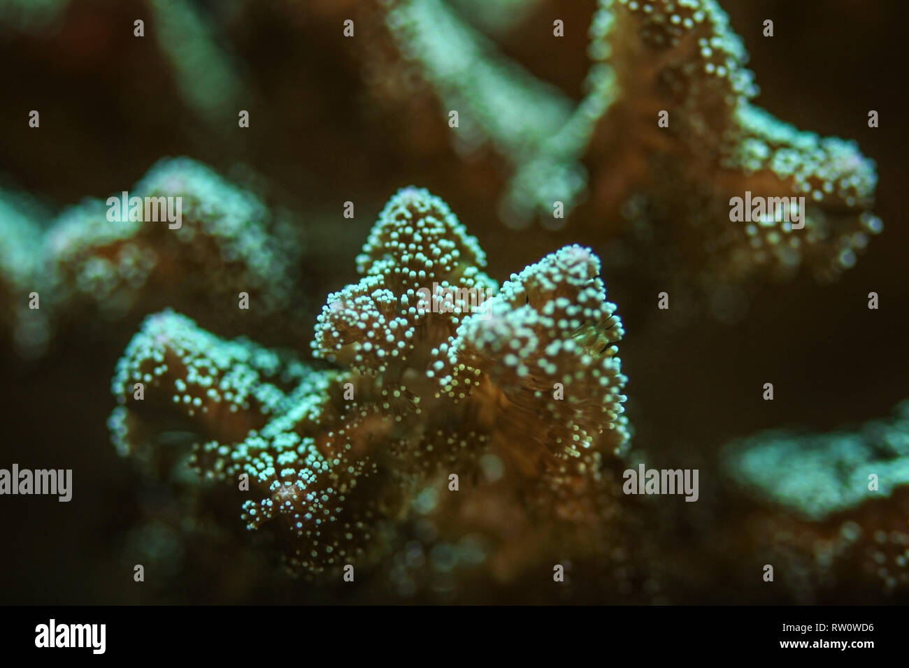 Underwater photo, close up of green coral emiting fluorescent under UV light. Abstract marine
