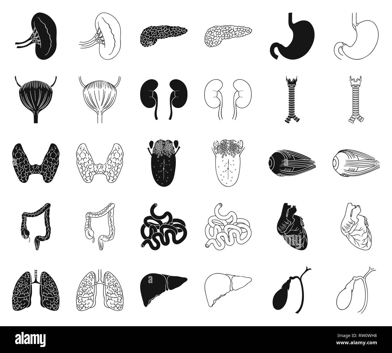 Human body internal organs brain Black and White Stock Photos & Images ...