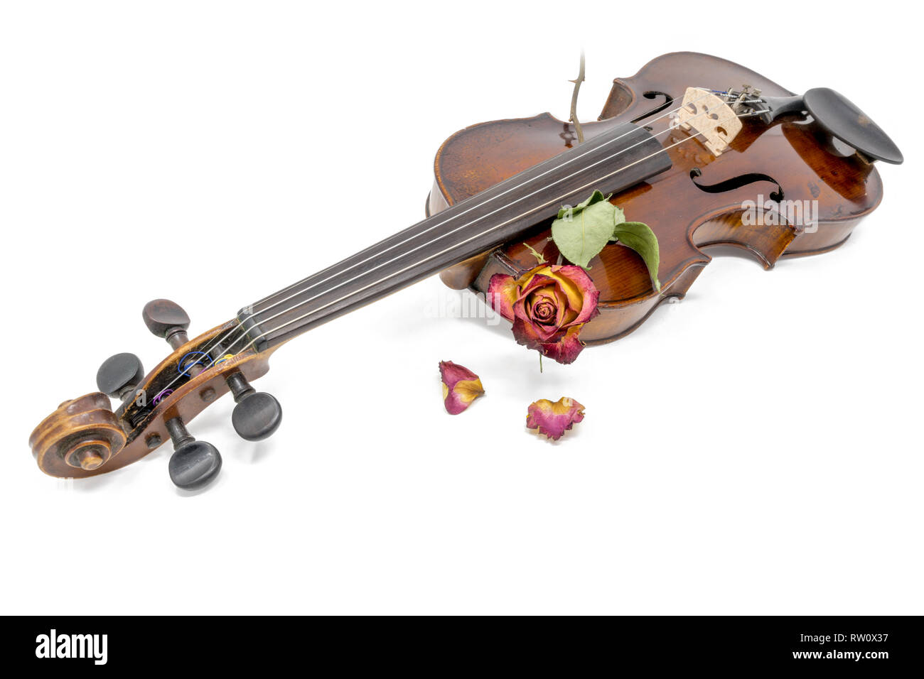 Old shiny violin with withered red yellow rose blossom isolated on white Stock Photo