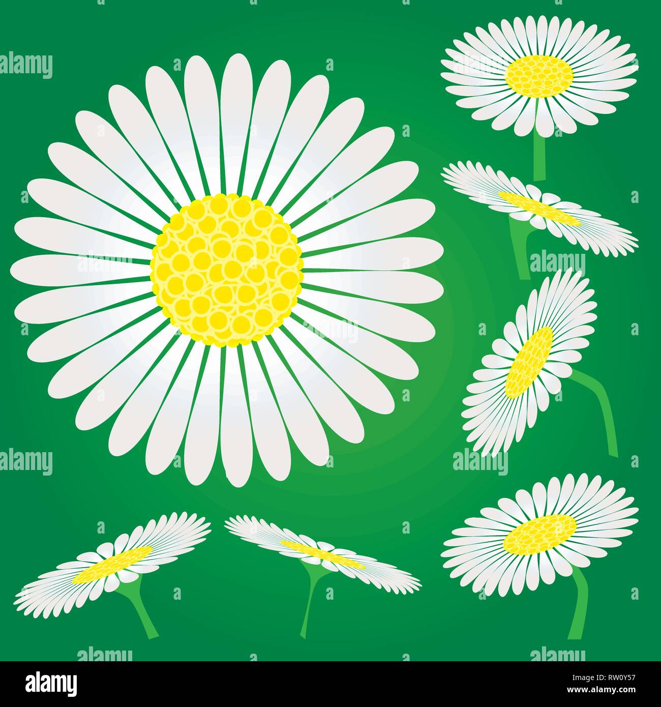 Set of Chamomile flowers, camomile isolated on green background, vector illustration Stock Vector