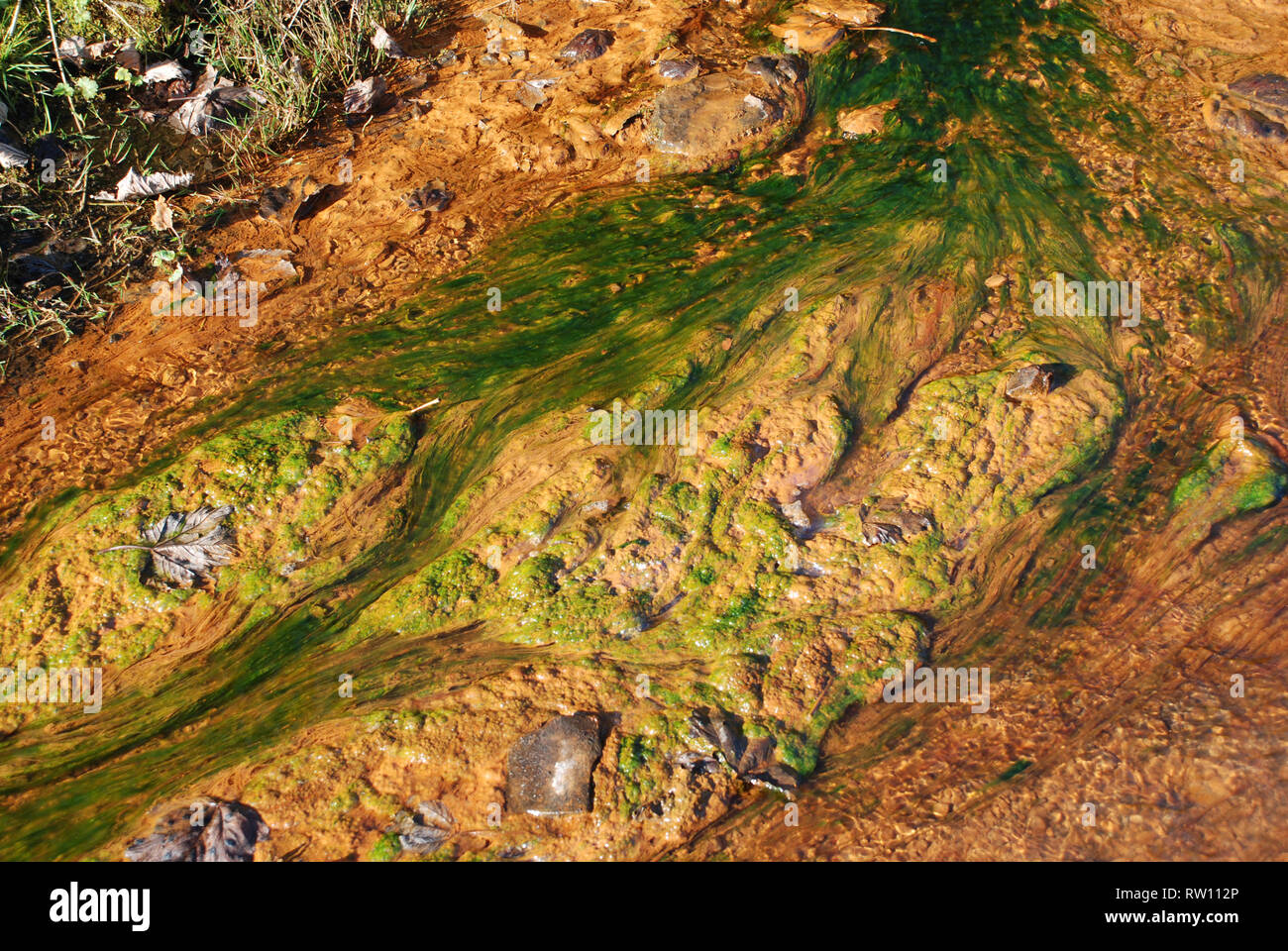 mineral pollution from old mining works in water showing moss and algae growing within the discoloured water Stock Photo