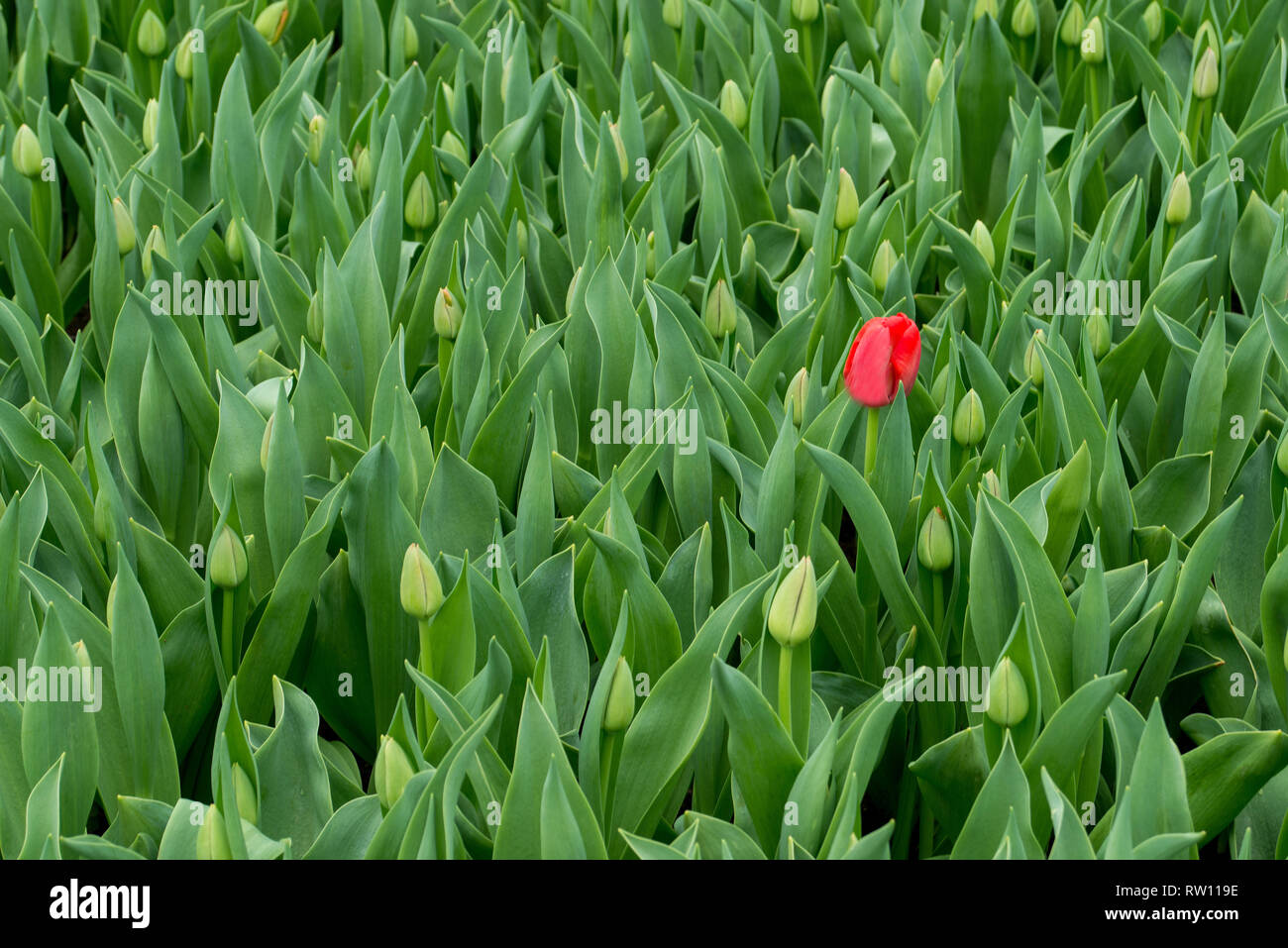 A single red tulip in bloom amongst a large drift of tulips in bud but not yet out giving a splash of red against a background of green Stock Photo