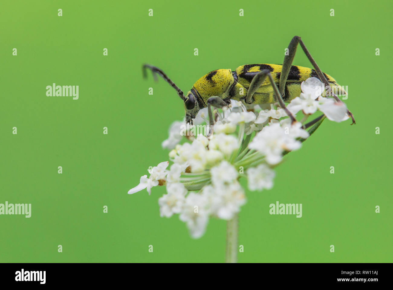 Longhorn beetle Chlorophorus varius in Czech Republic Stock Photo