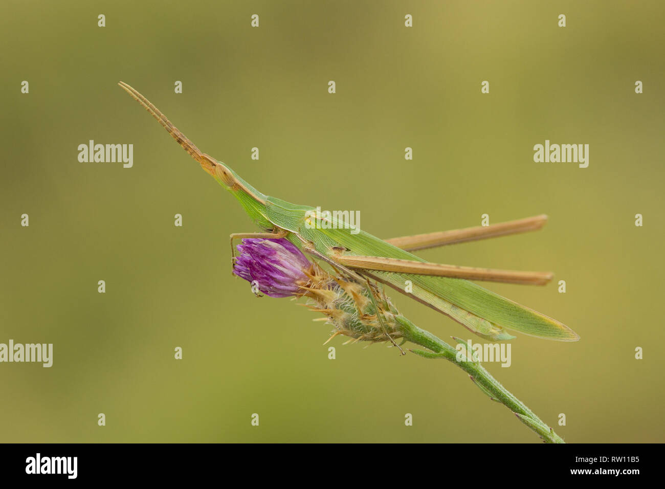 Green Grasshopper Acrida ungarica in Croatia, Krk Stock Photo