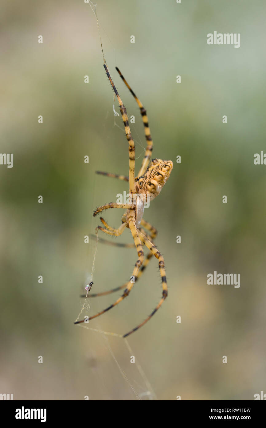 Beautiful Spider Argiope lobata in Croatia, Krk Stock Photo