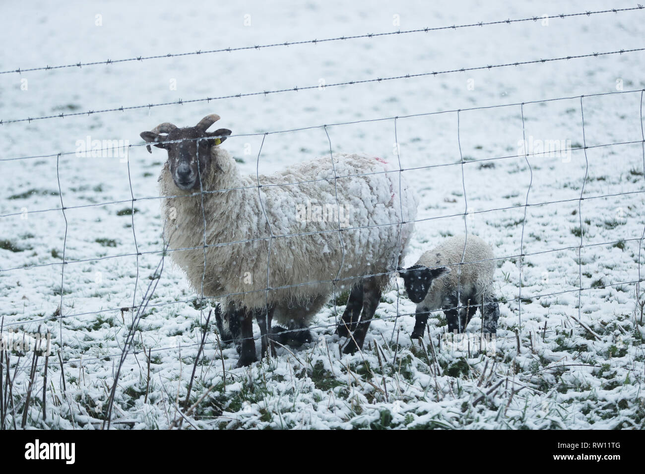 A sheep and lamb in the Kilteel area of Dublin Stock Photo - Alamy