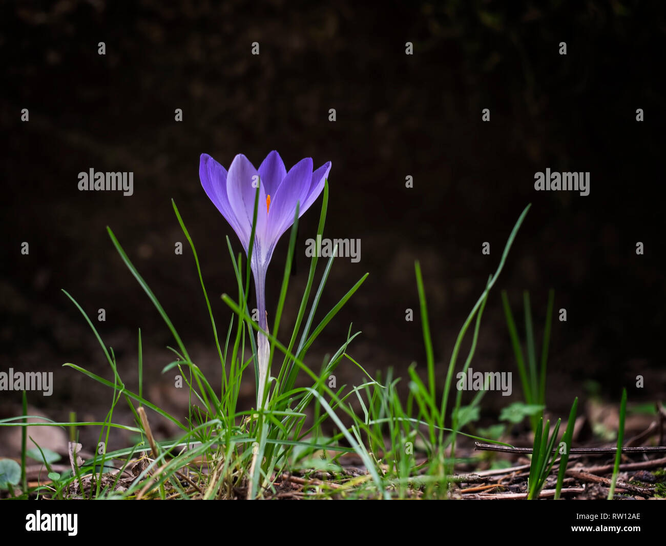 Purple spring crocus flower in profile, with copyspace. Visible bright orange stamens. Stock Photo
