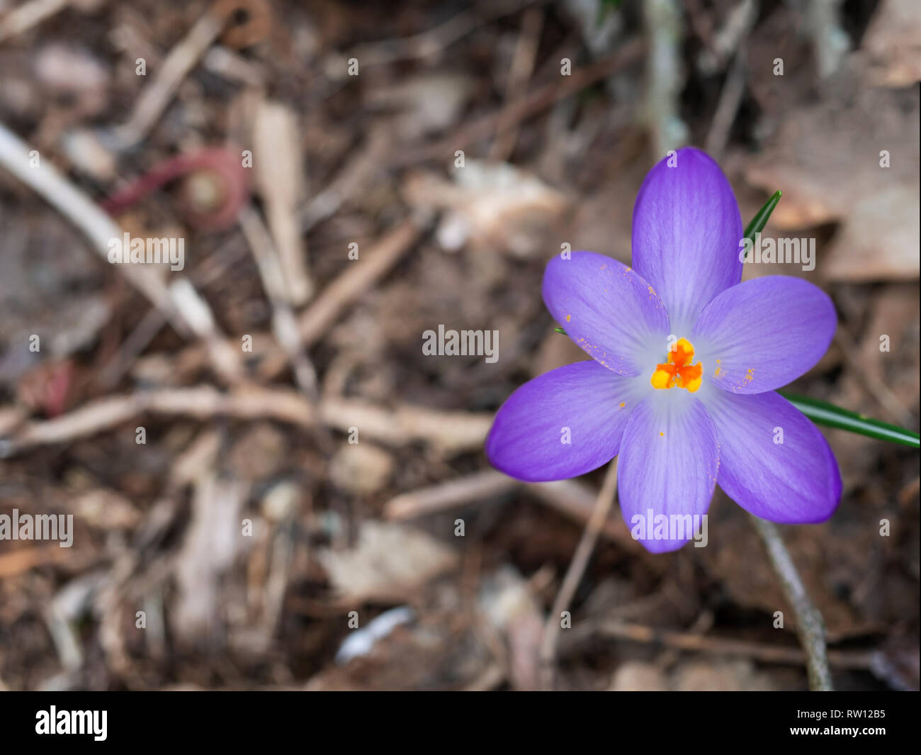 Purple spring crocus flower overhead view, with copyspace. Bright orange stamens. Stock Photo