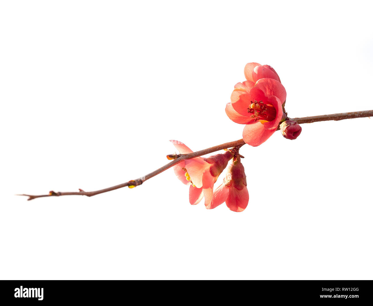 Quince, chaenomeles shrub, pink flowers, back lit and isolated on white background. Beautiful spring flowers. Stock Photo