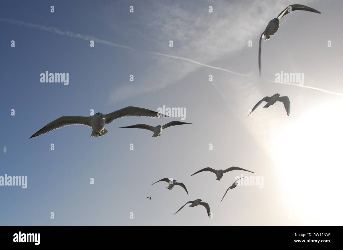 Flock of sea-gulls attacking tourists Stock Photo