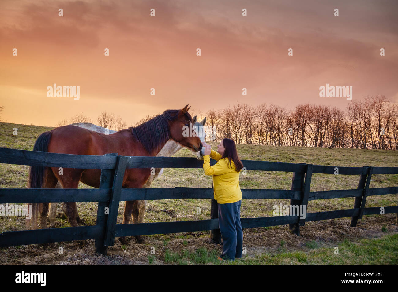 Young woman is petting horses on a farm in Kentucky at sunset Stock Photo