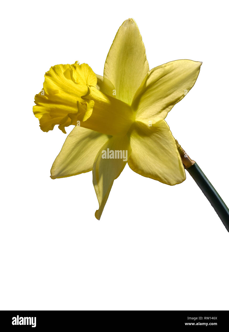 SINGLE DAFFODIL FLOWER ON CLEAR BACKGROUND. Stock Photo