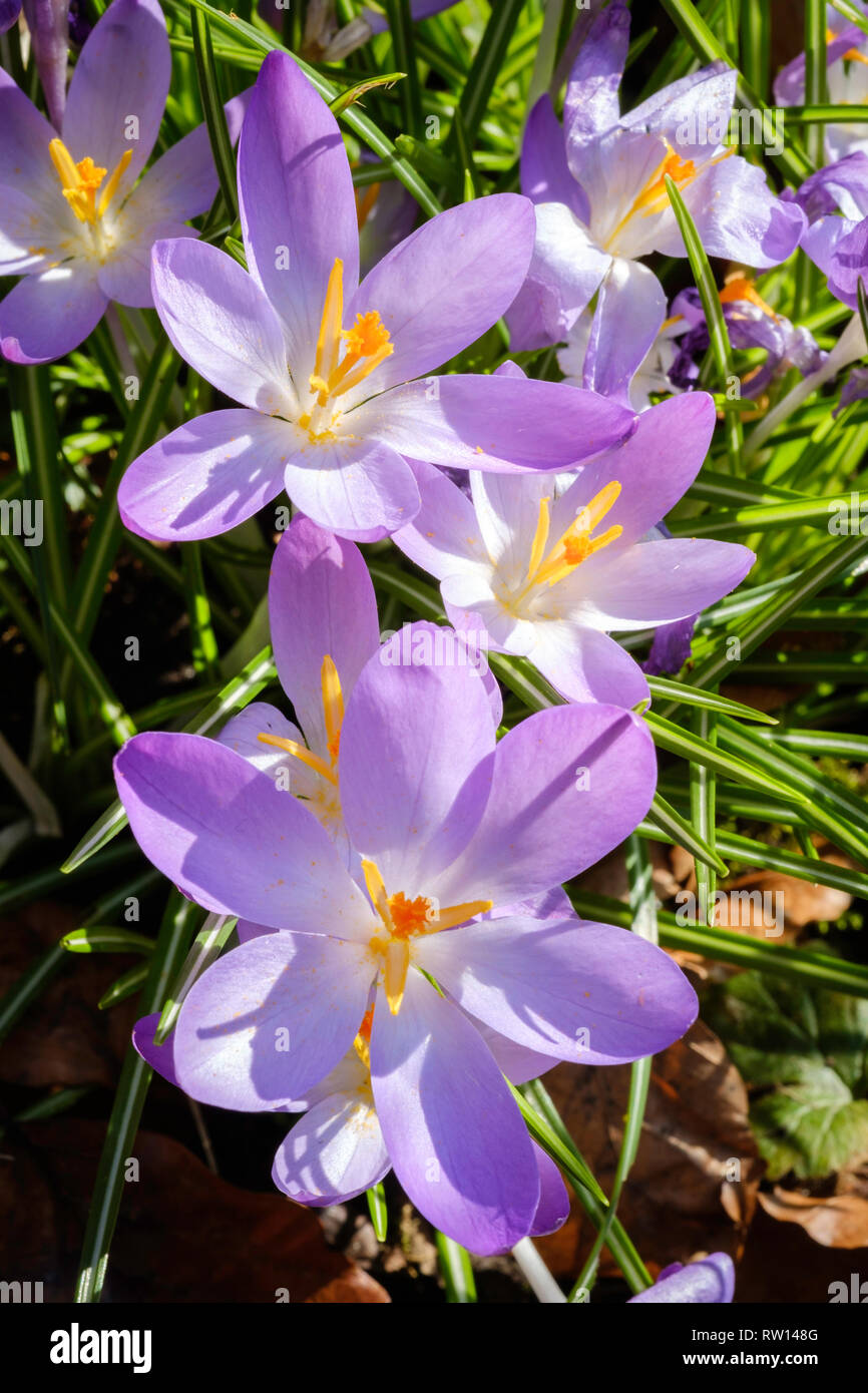 CROCUS FLOWERS IN GARDEN CLOSE UP. Stock Photo