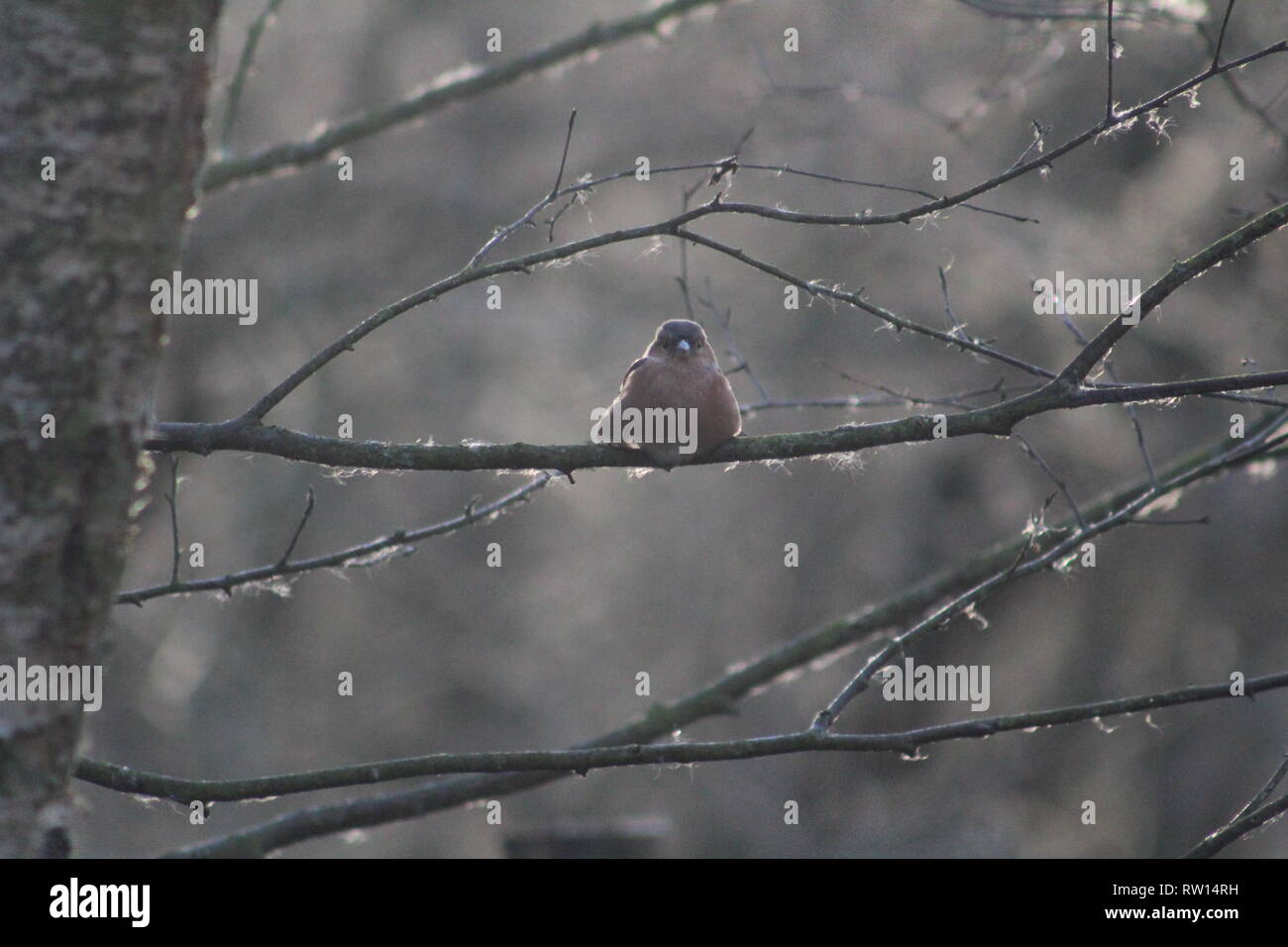 Common Chaffinch fringilla coelebs British garden bird,UK Stock Photo