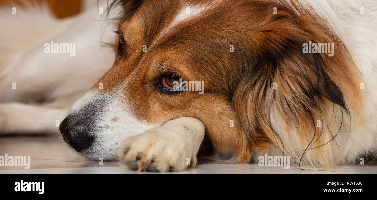 Sad dog. Cute white brown dog of a greek sheperd breed, laying on the floor, closeup view on head Stock Photo