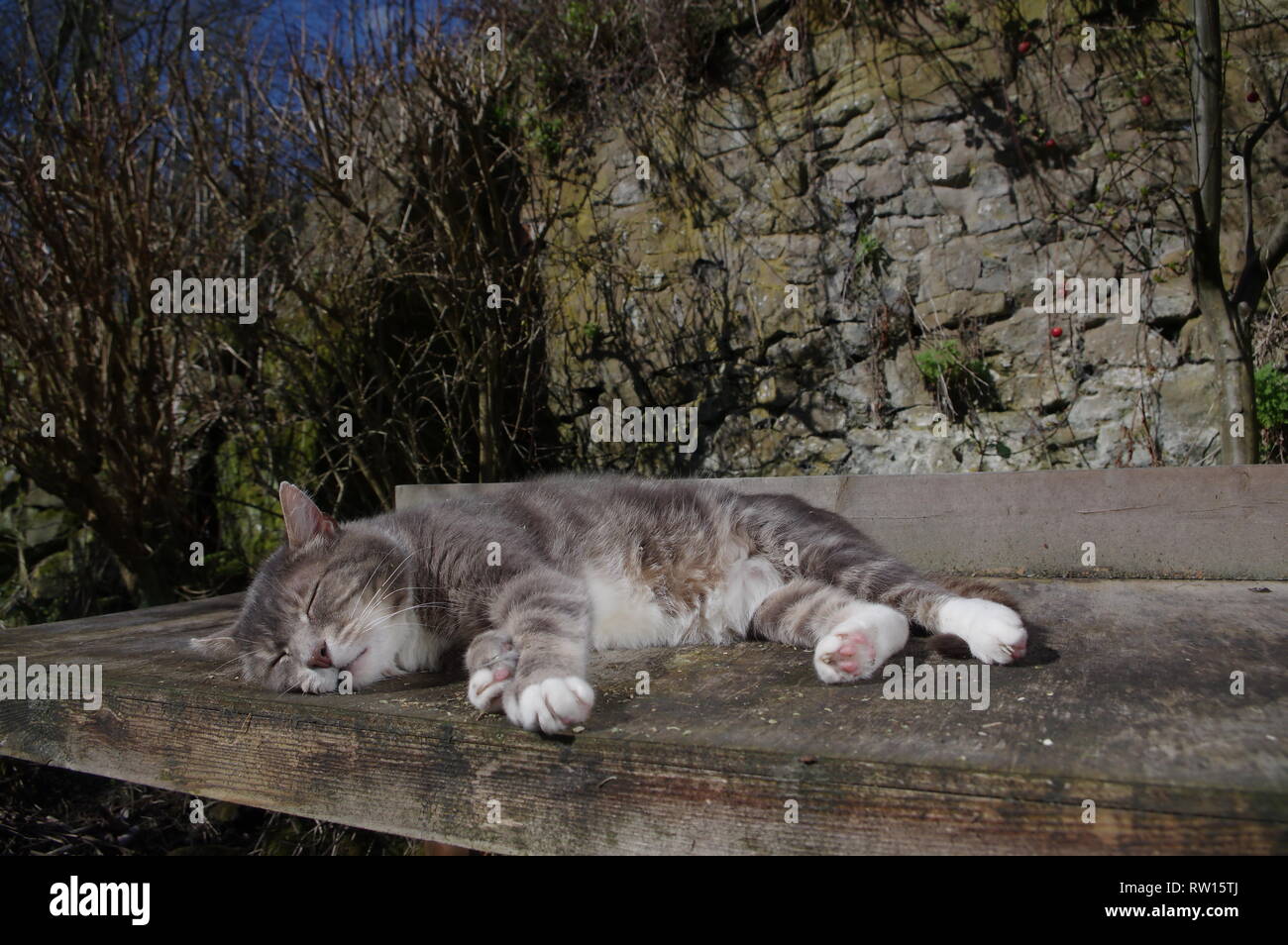 Tabby cat sunbathing in garden Stock Photo - Alamy