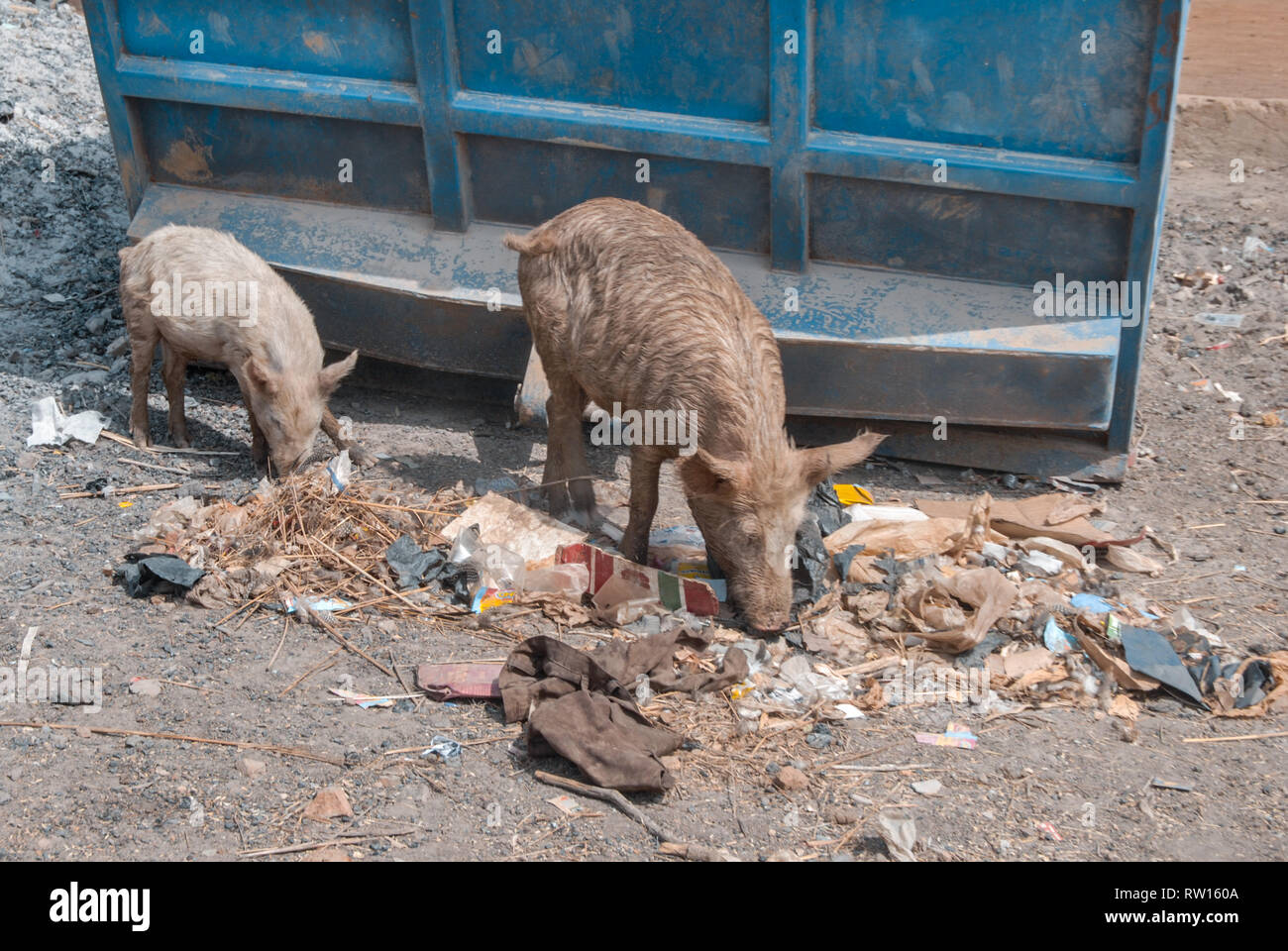 A photo of two dirty domestic pigs eating garbage next to a blue garbage container in Elmina, Ghana Stock Photo