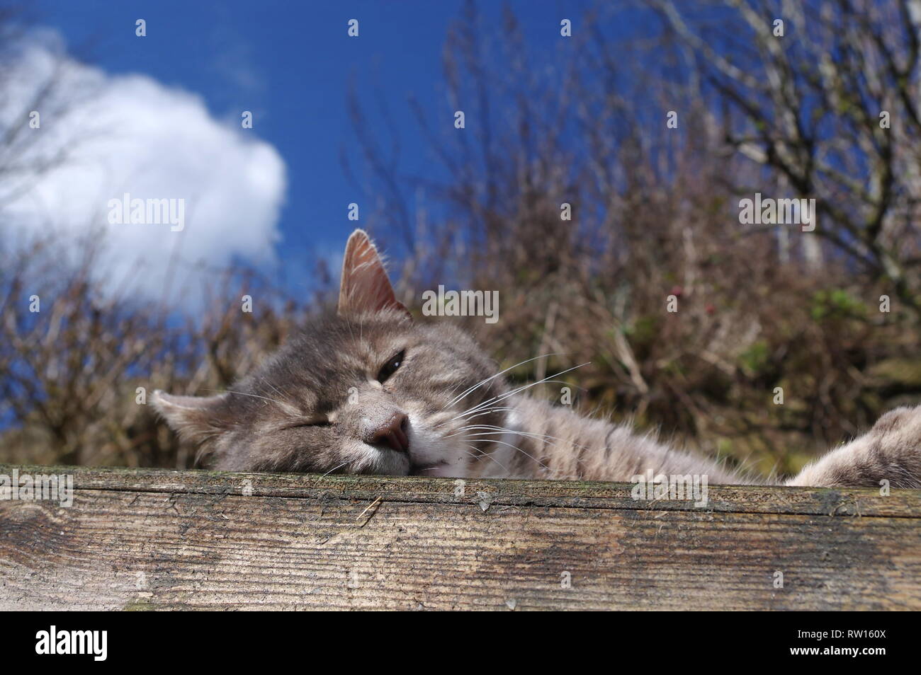 Tabby cat sunbathing in garden Stock Photo - Alamy