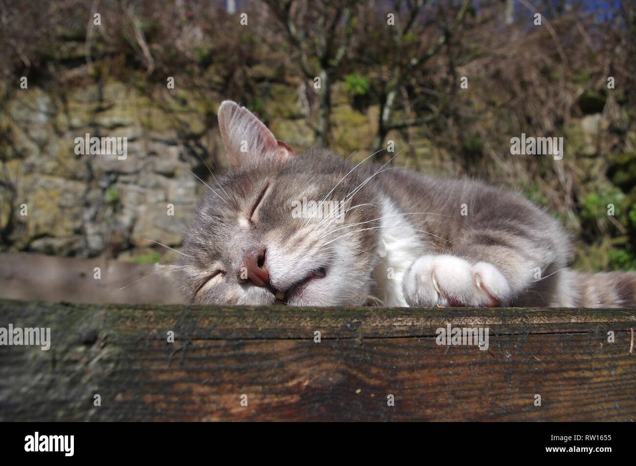 Tabby cat sunbathing in garden Stock Photo - Alamy