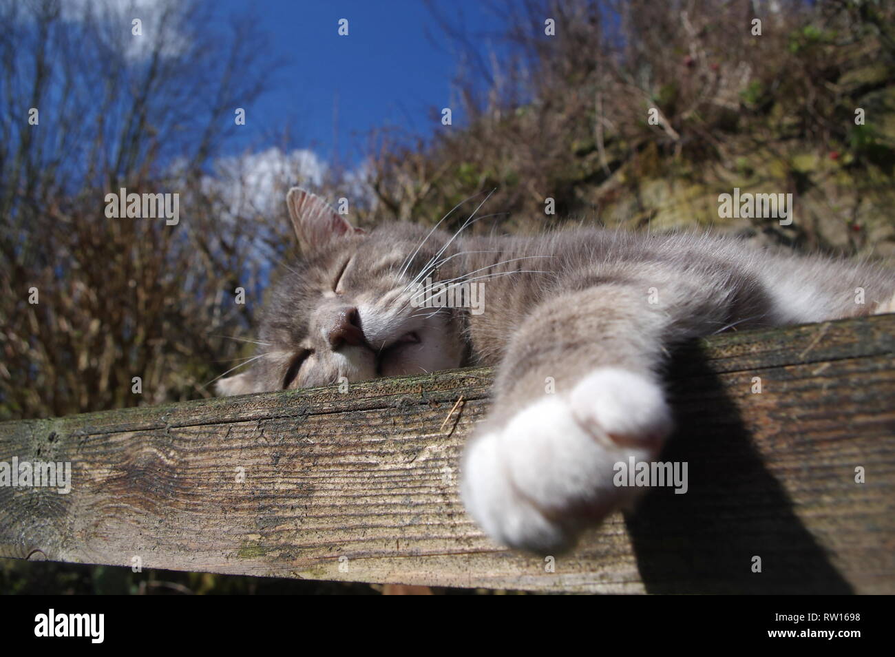 Tabby cat sunbathing in garden Stock Photo - Alamy