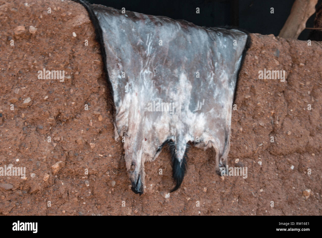 A photo of a sun-drying animal skin in Ghana, Africa Stock Photo