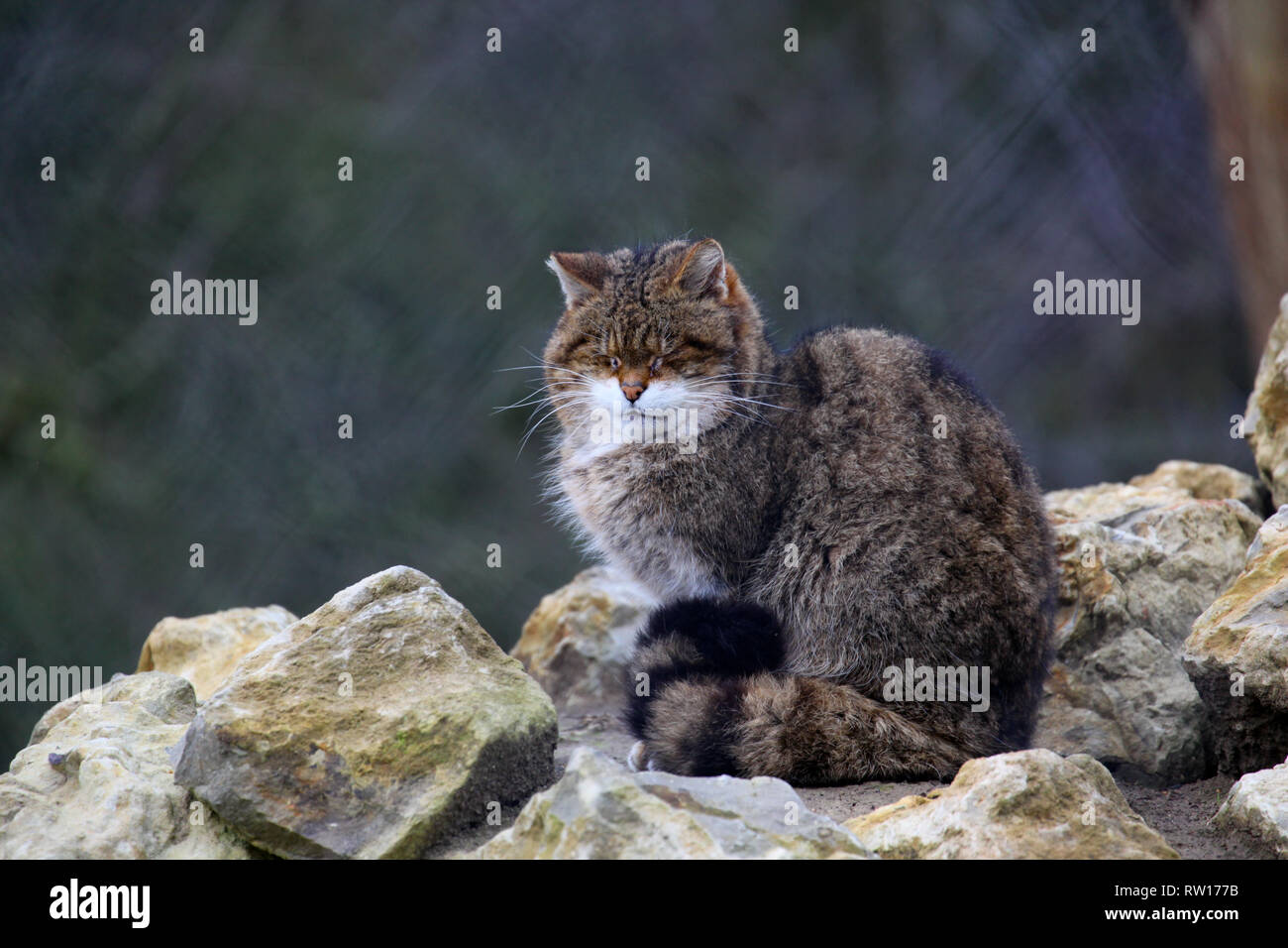 A Scottish Wildcat at Port Lympne Wild Animal Reserve in Kent. Stock Photo