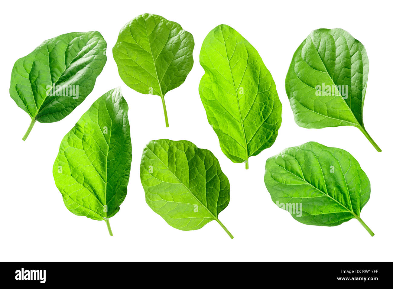 Eggplant, aubergine or brinjal leaves (Solanum melongena foliage Stock