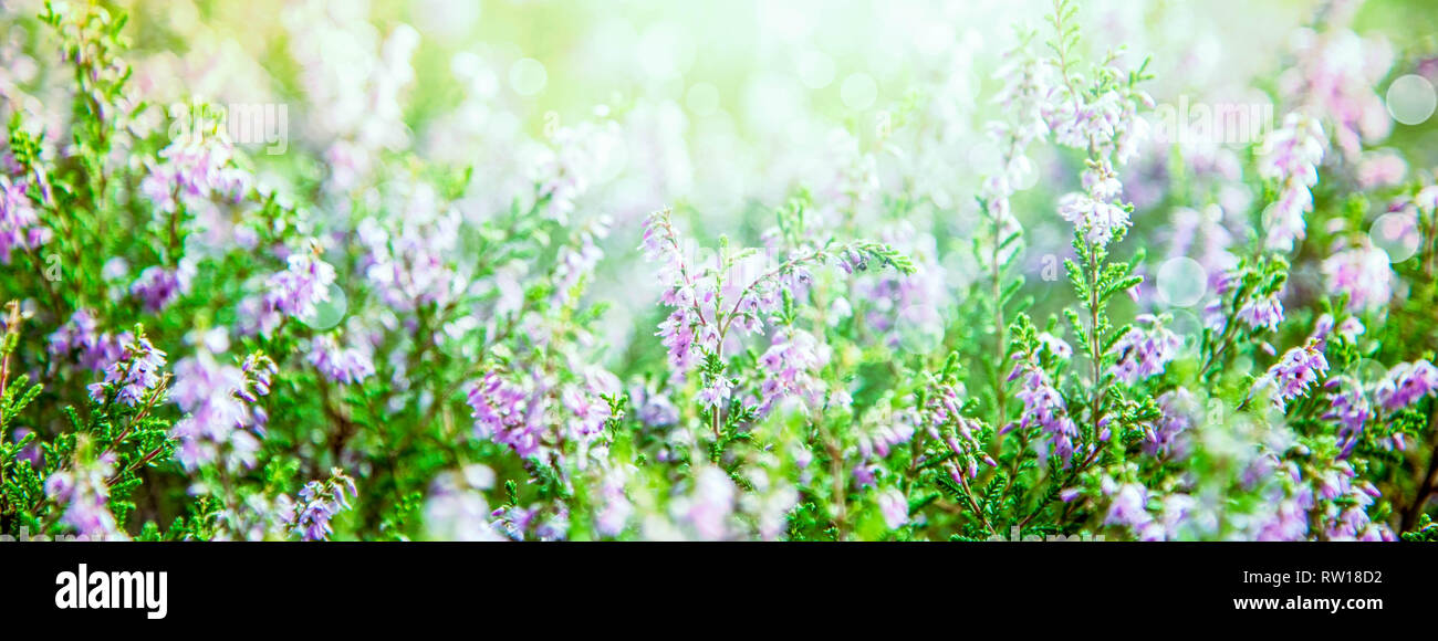 Sunny Erica Flower Field, Summer Season, Bokeh Stock Photo