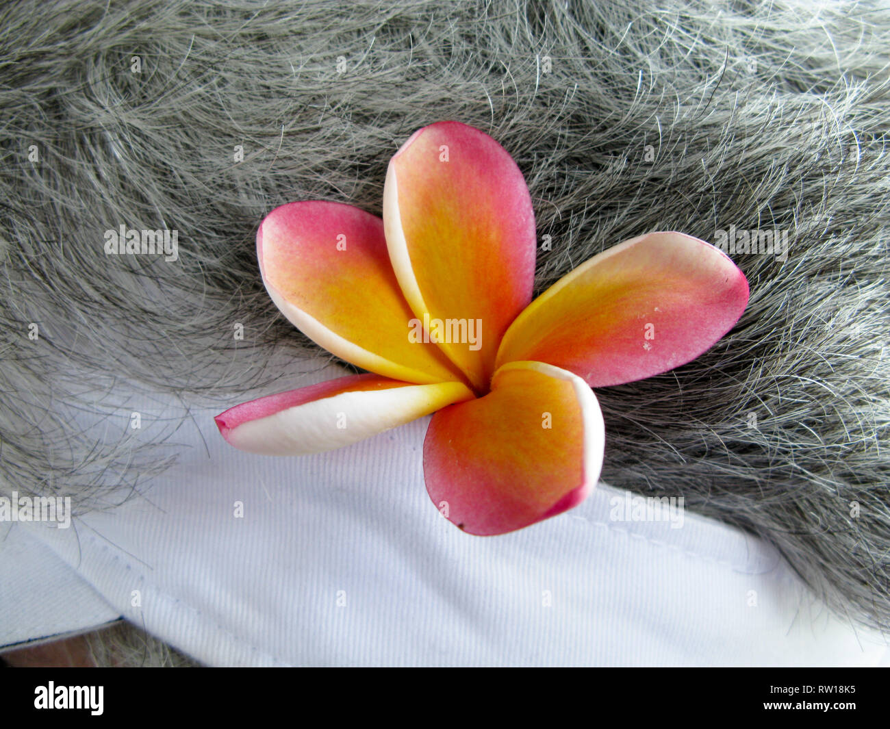 Frangipani bloom behind ear Stock Photo