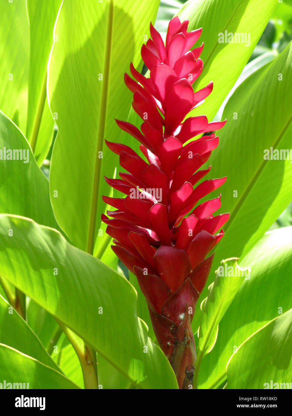 Machu Picchu pistol Mursten Alpinia purpurata, red ginger, also called ostrich plume and pink cone  ginger, are native Malaysian plants with showy flowers Stock Photo - Alamy