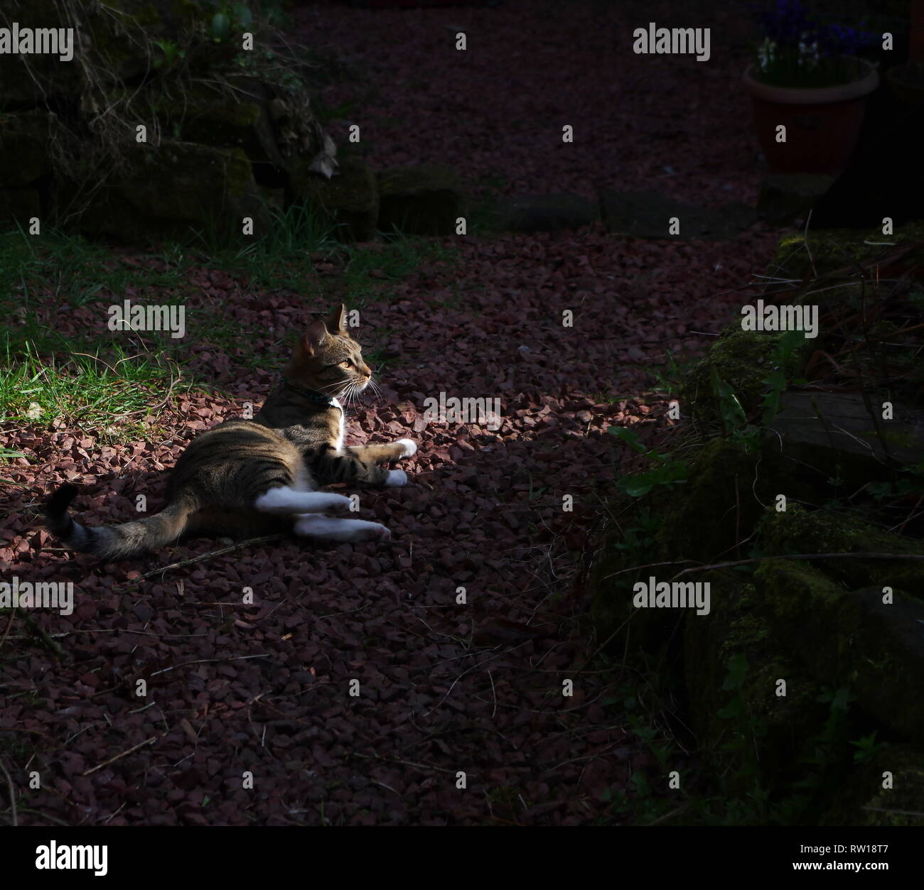 Tabby cat sunbathing on garden path Stock Photo - Alamy