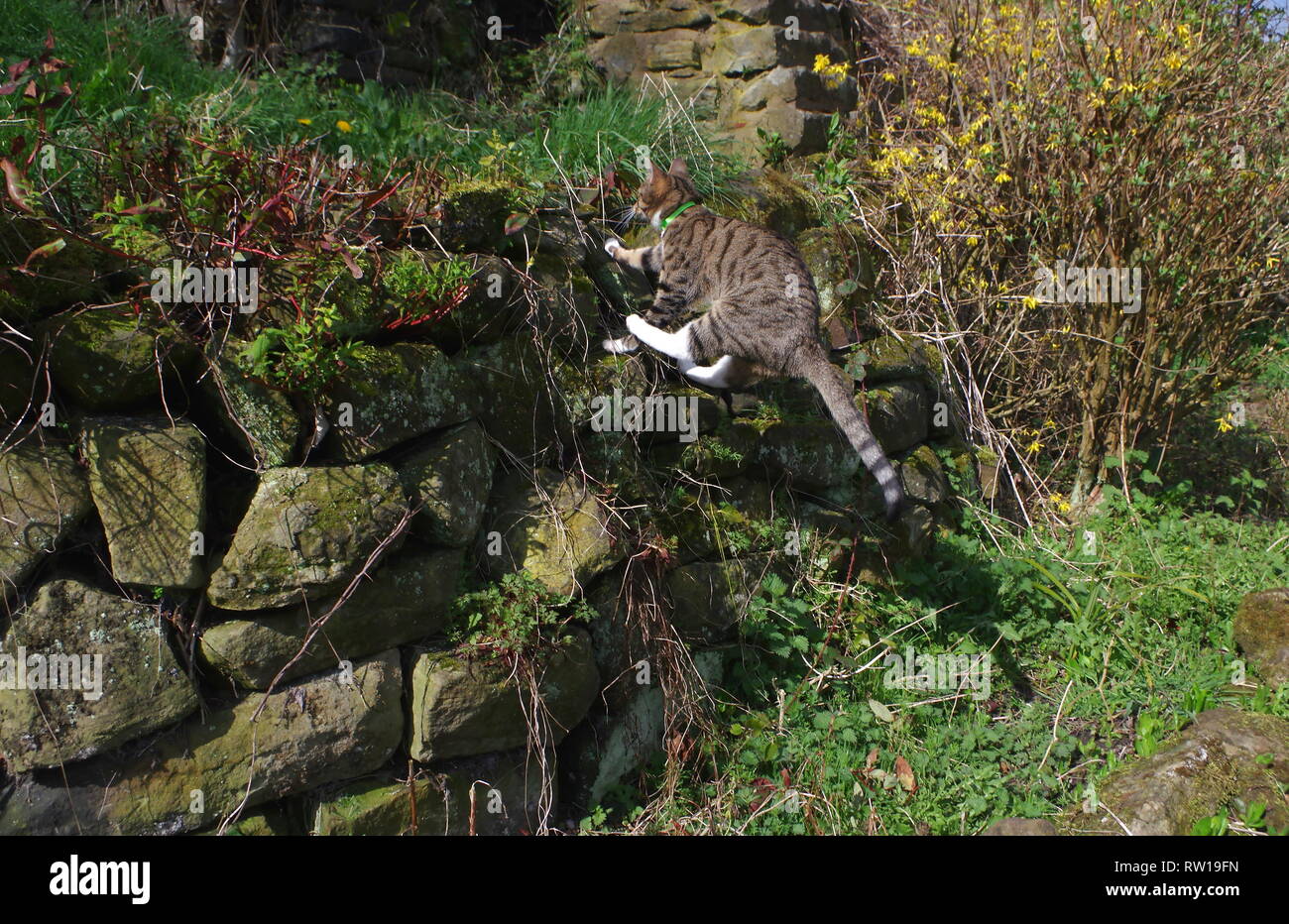 Tabby cat jumping up stone wall Stock Photo Alamy