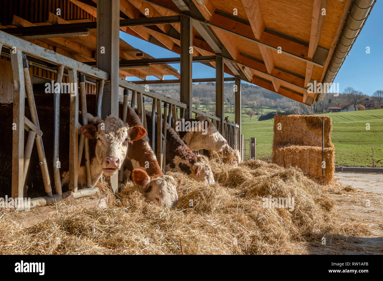 Cows are standing in the covered barn and eating the dried straw with a meadow with green grass in the background. Stock Photo