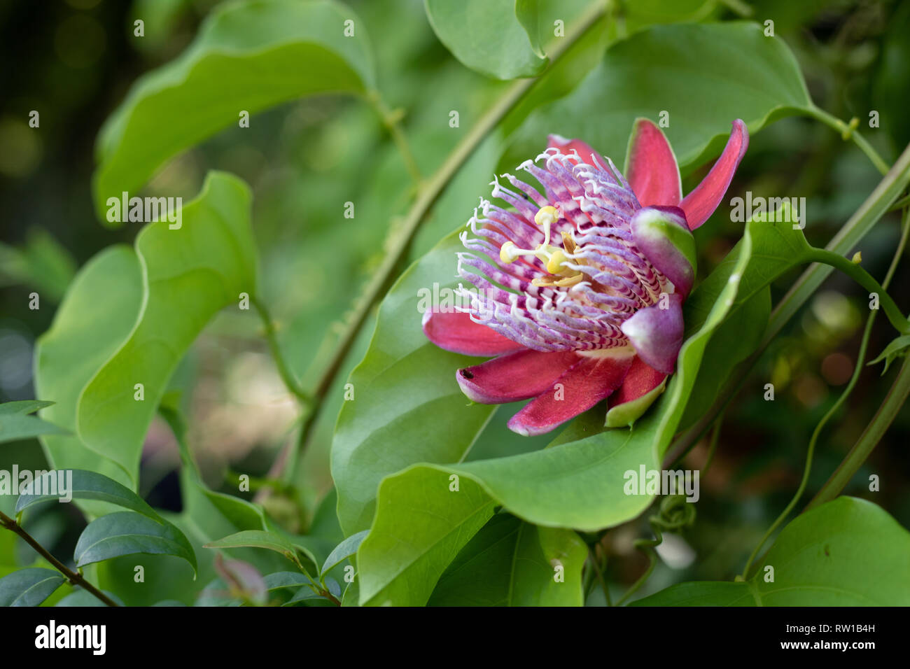 Passion Fruit Flower Stock Photo Alamy