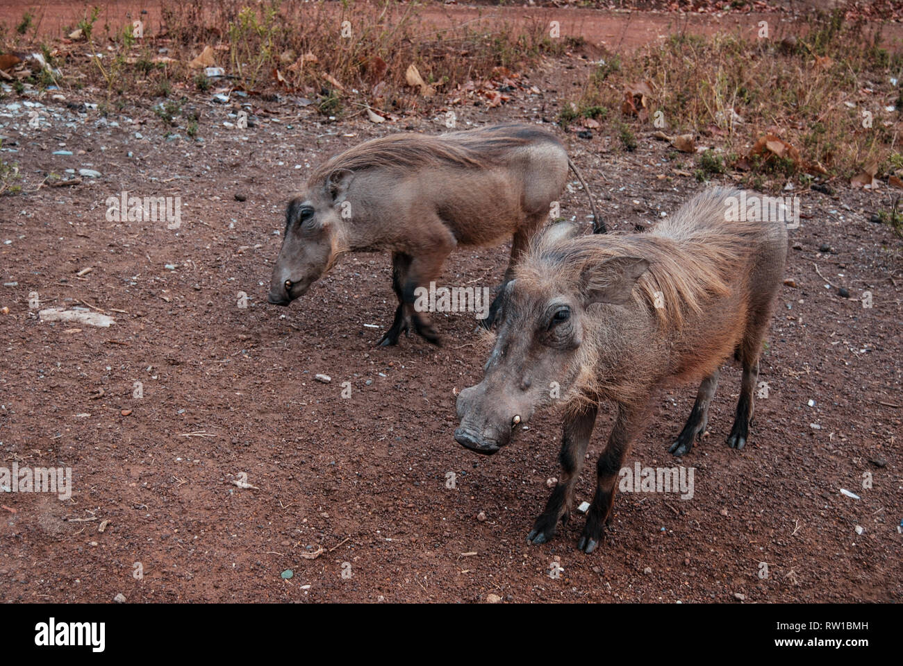 A photo of a pair of beautiful common warthogs (Phacochoerus africanus) in a savanna of Mole National Park, Ghana Stock Photo
