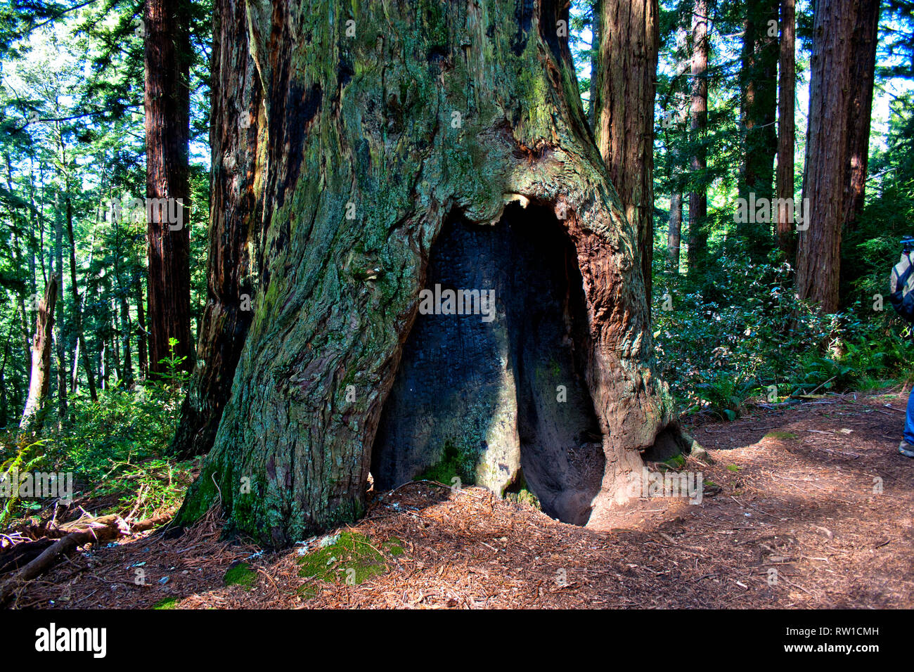 Wide tree trunk hires stock photography and images Alamy