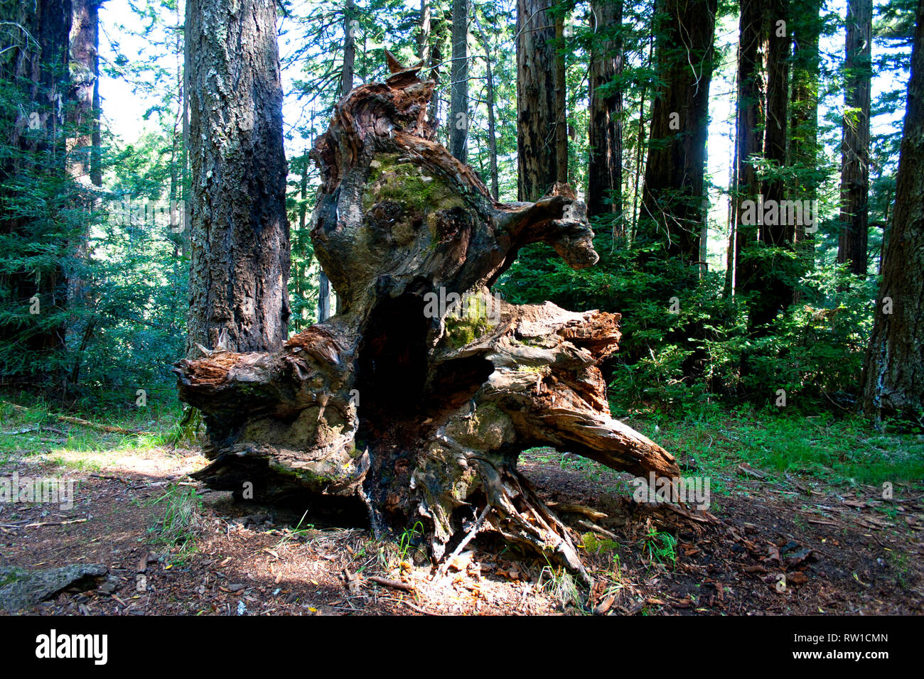 Funny tree trunk hires stock photography and images Alamy